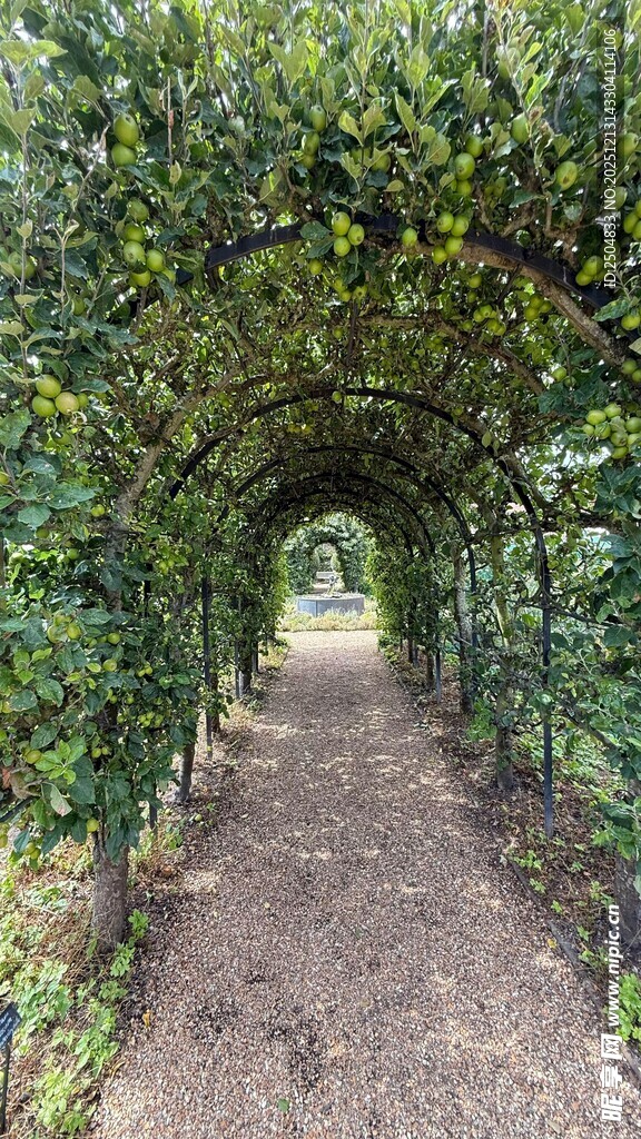 绿荫藤蔓覆盖的幽静小径