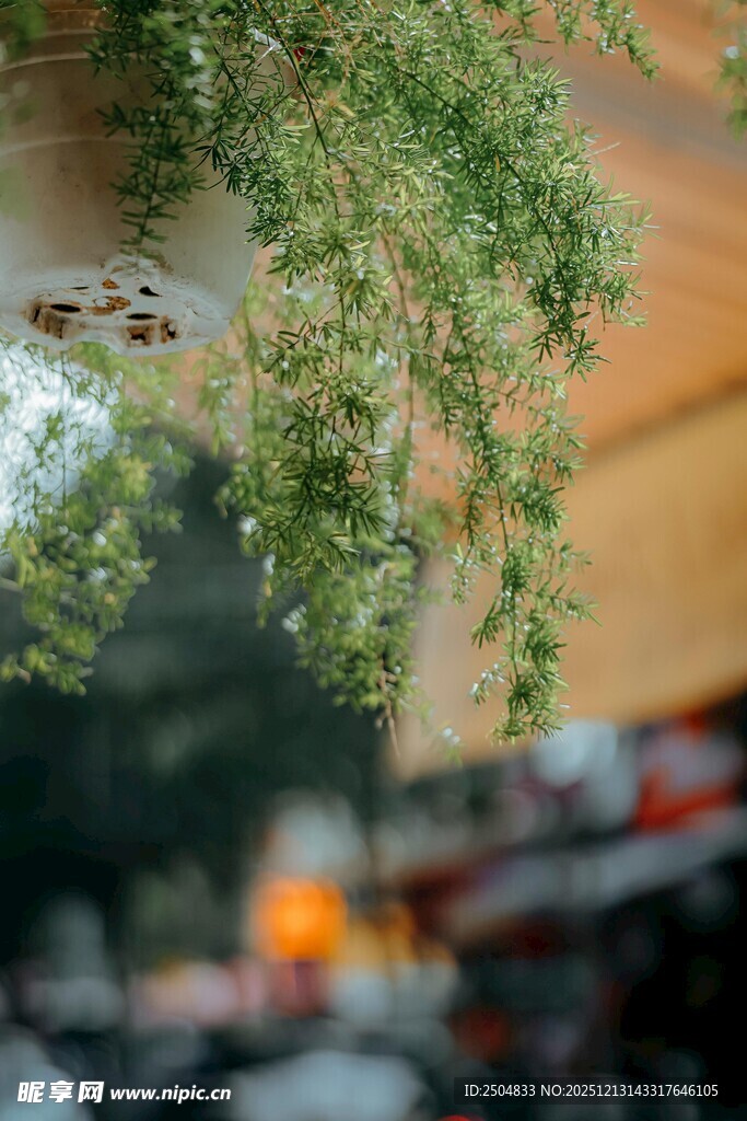 室内垂吊绿植营造自然氛围