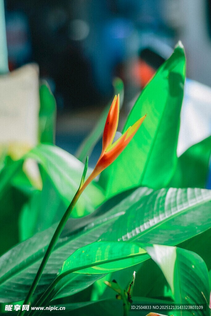 鲜艳鹤望兰与翠绿叶片