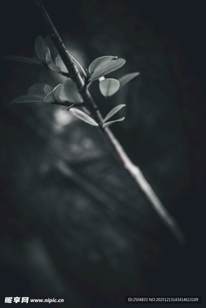 黑白光影下的纤细植物