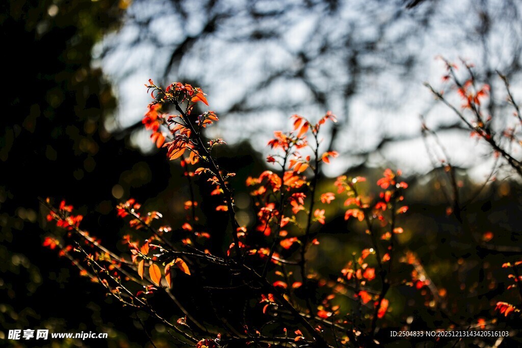枝头红果映天色