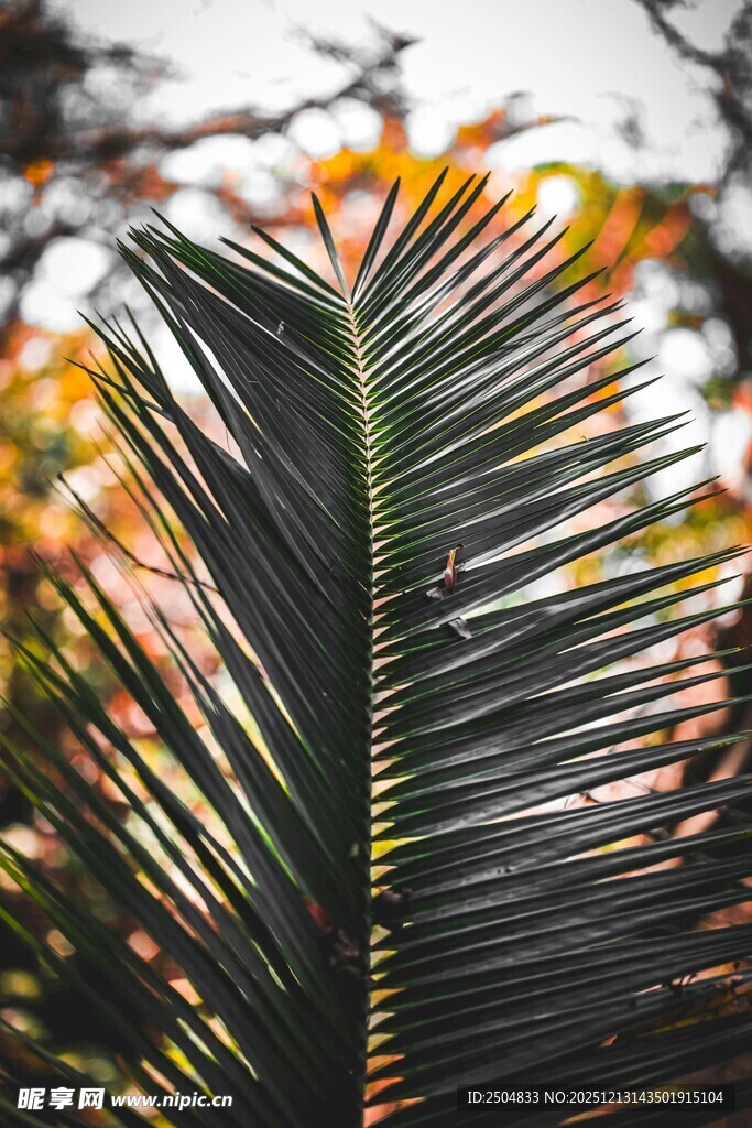 阳光下的棕榈叶特写