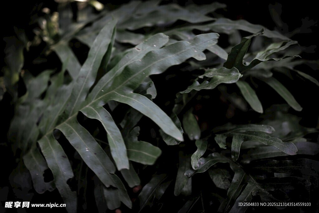 深绿叶脉清晰的蕨类植物