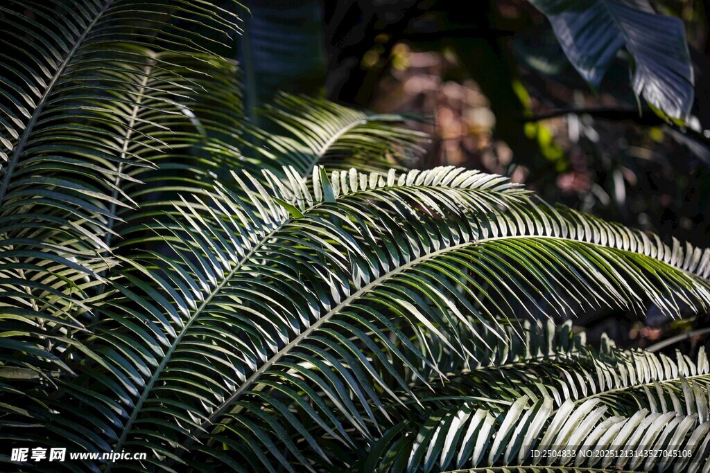 铁树叶片特写