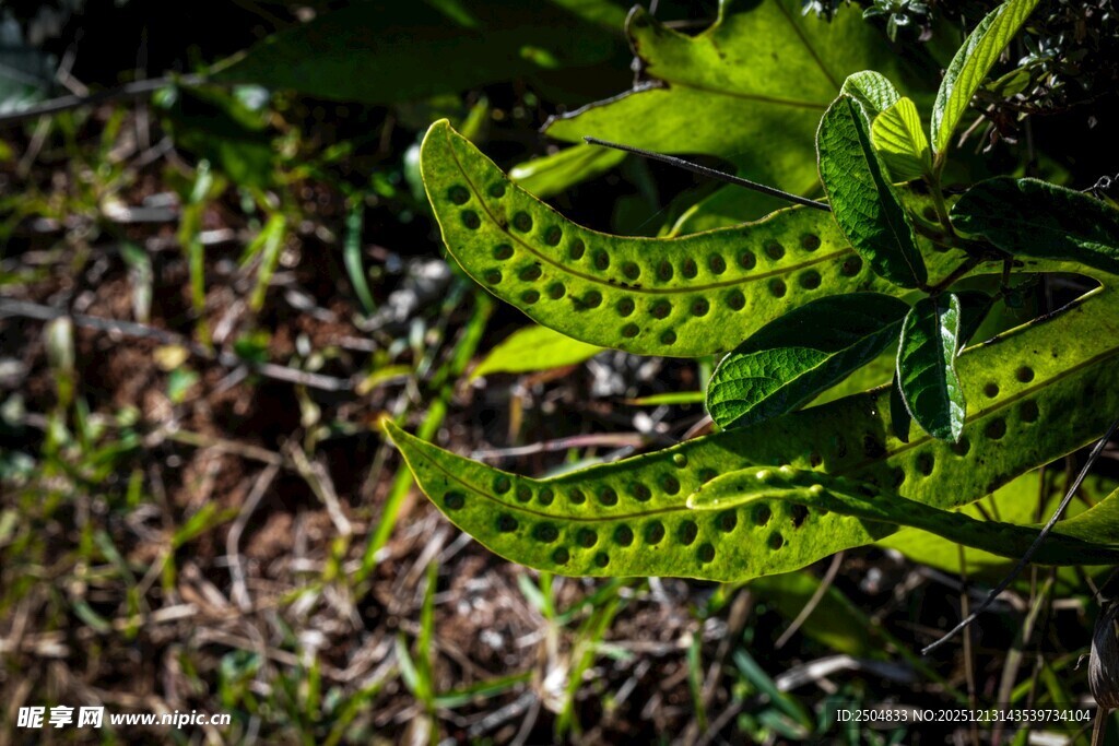 翠绿蕨类植物生机盎然