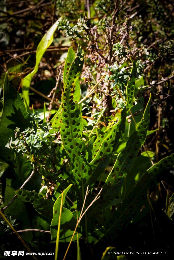 茂密绿植中的蕨类植物