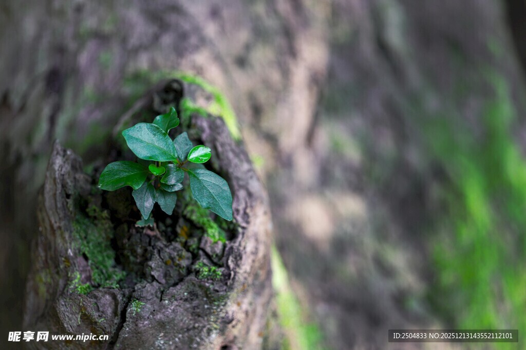 树缝中生长的嫩绿小植物