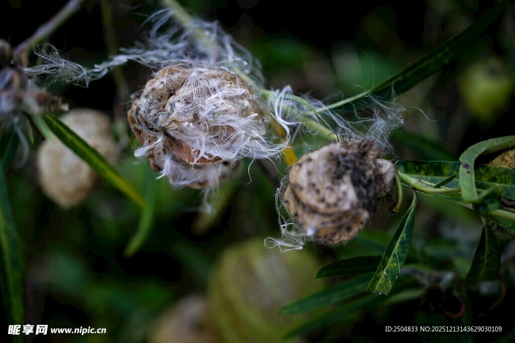 带绒毛的植物种子特写