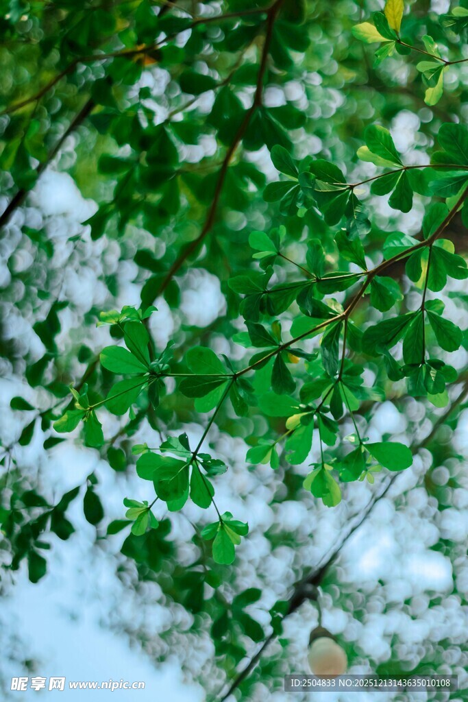雪覆绿叶 冬日别样景致