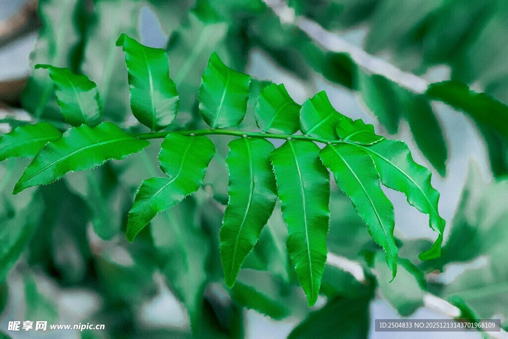 翠绿蕨类叶片特写