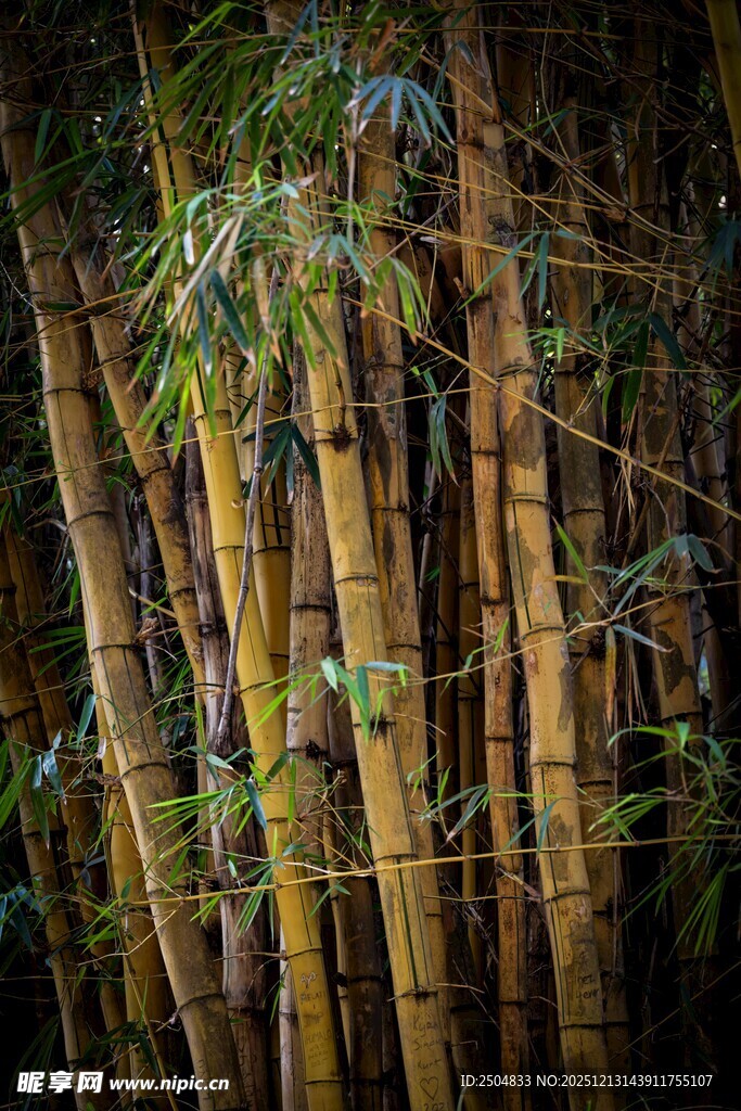 茂密竹林中的挺拔竹子