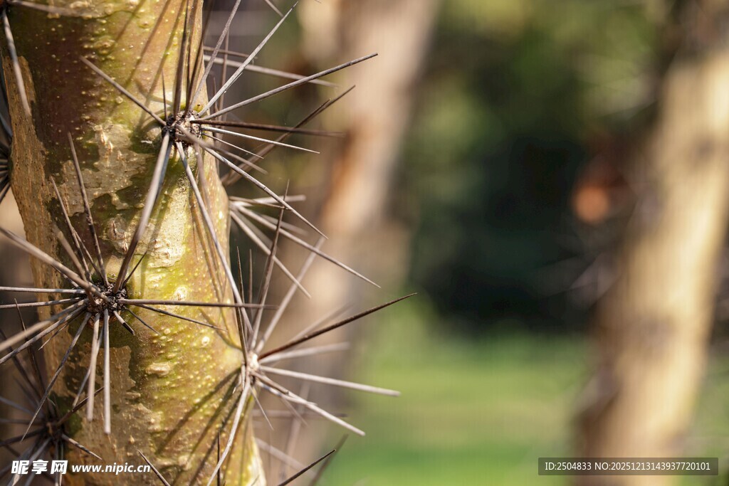 带刺的树干特写