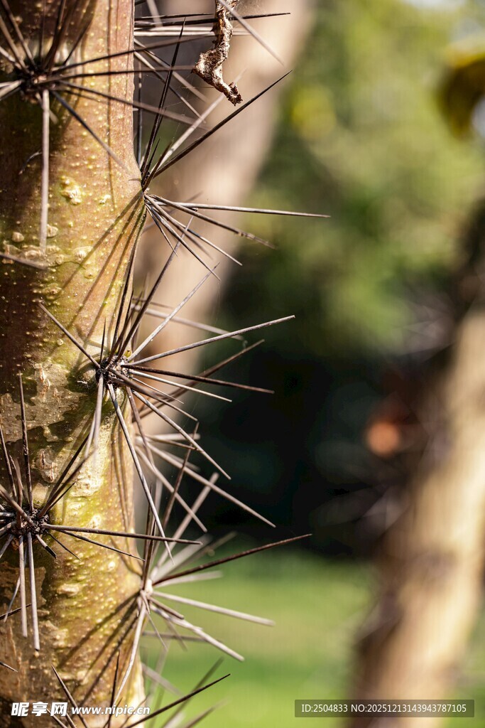 带刺的植物茎干特写