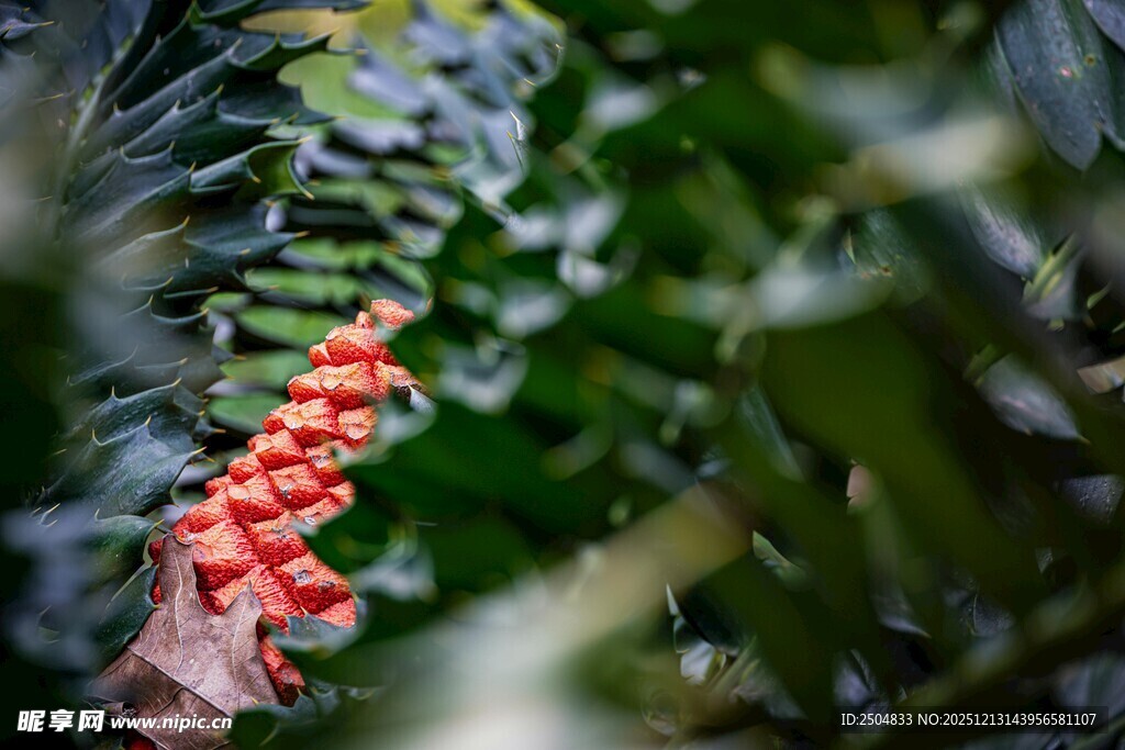 红果藏于绿叶间