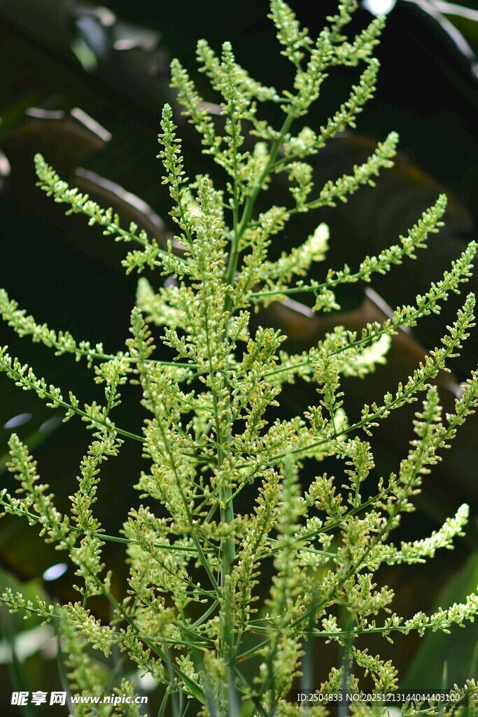 翠绿蕨类植物特写