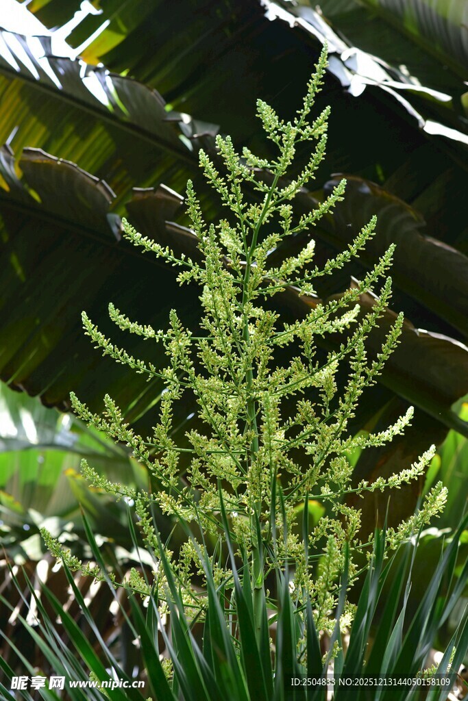 绿色植物花卉特写