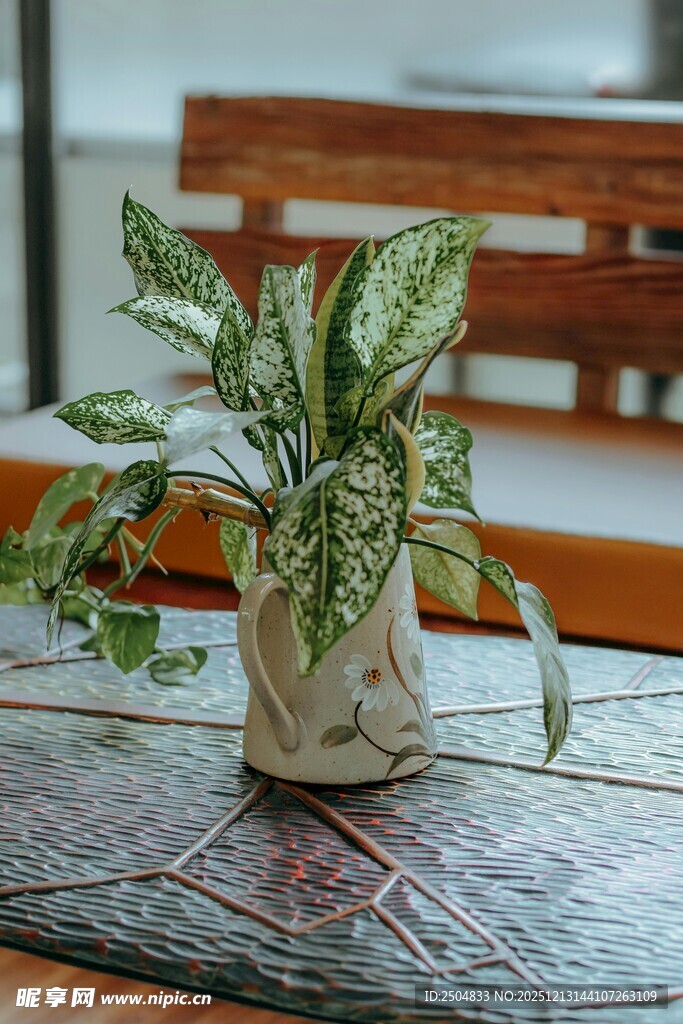 桌上绿植 清新雅致摆件