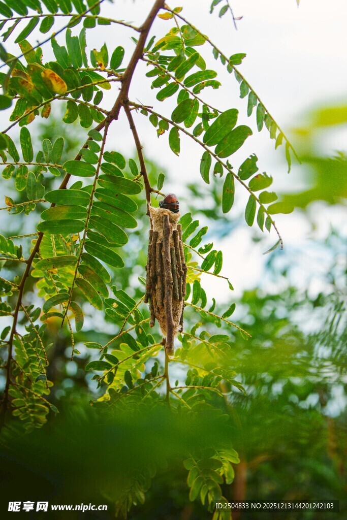 枝头悬挂的神秘棕色物体