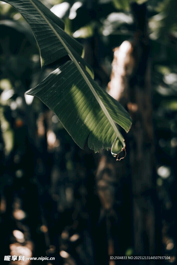 绿叶间的光影瞬间