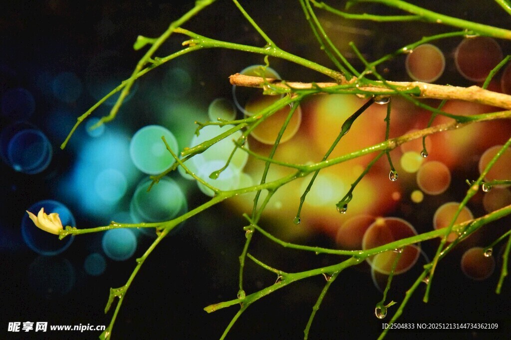 梦幻植物与光斑微观景象