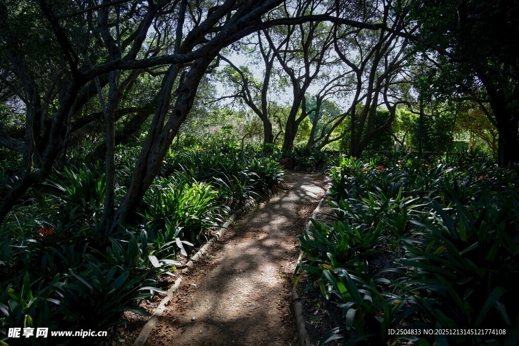 林间幽径 绿意盎然的自然