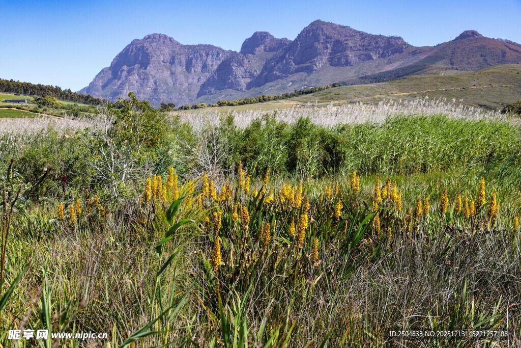 山野间绽放的灿烂黄花