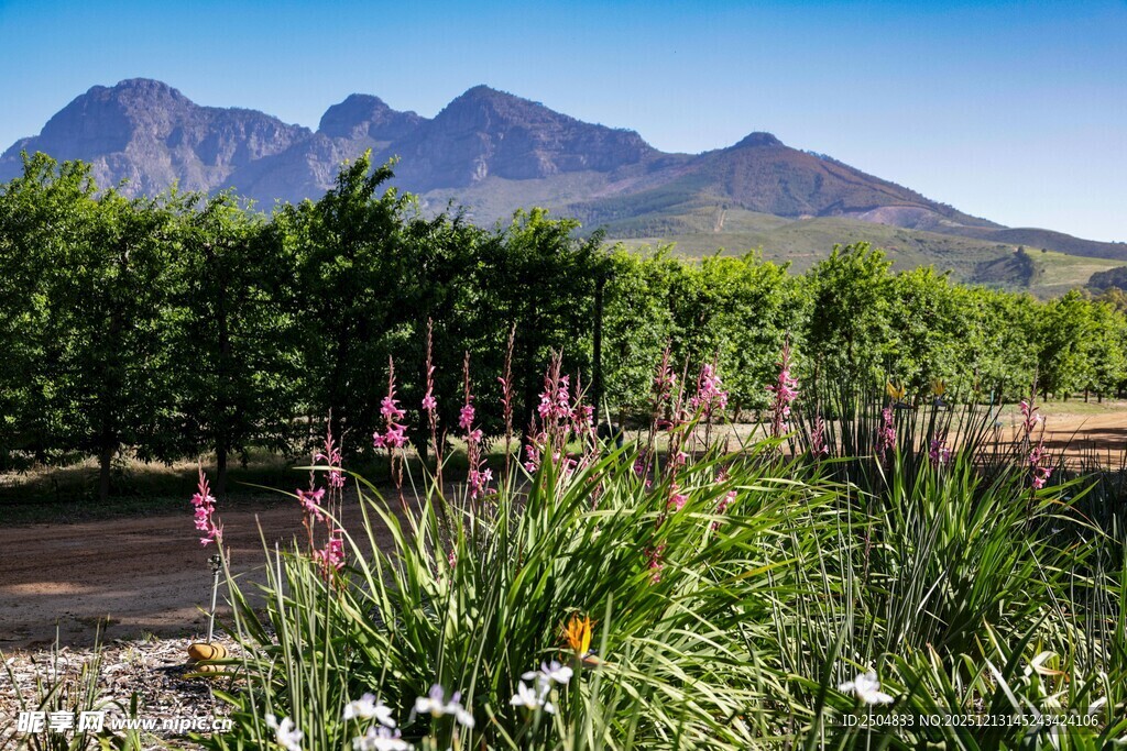 山间花草与远处山峦美景