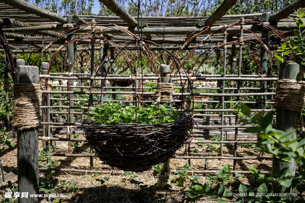 悬挂绿植装点的户外园艺区