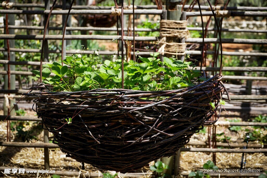 悬挂的藤编花篮