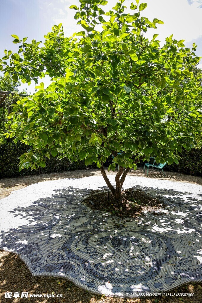 树下覆网的翠绿景观树