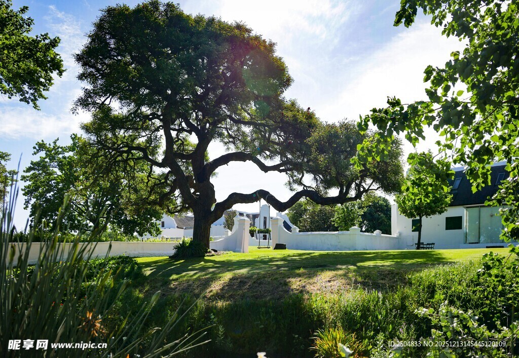 乡村田园中的大树与房屋