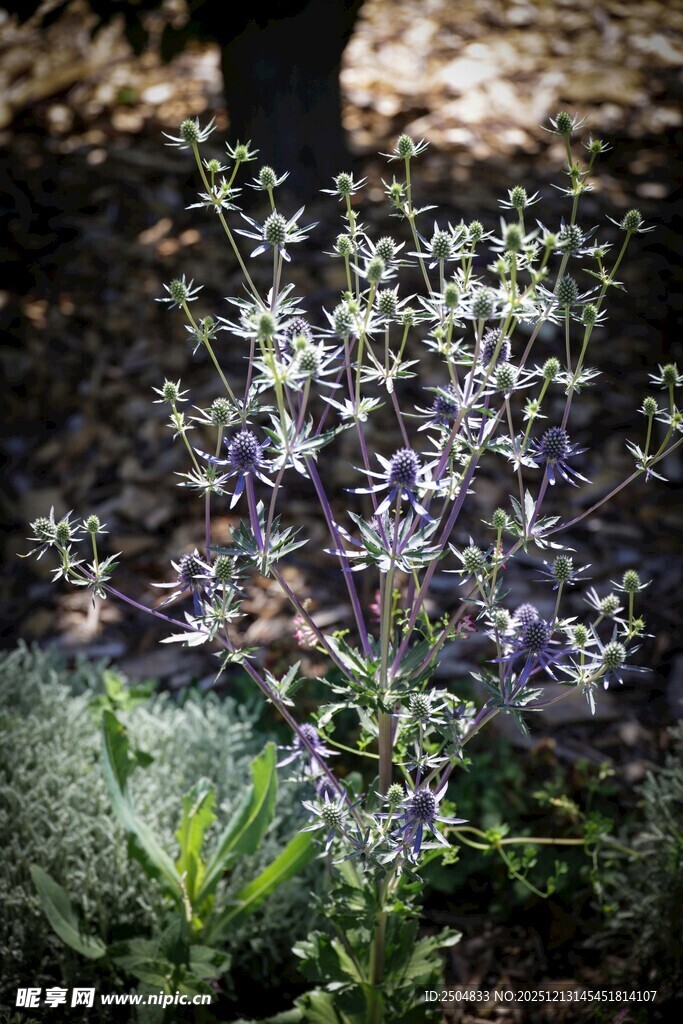 紫色小花植物特写