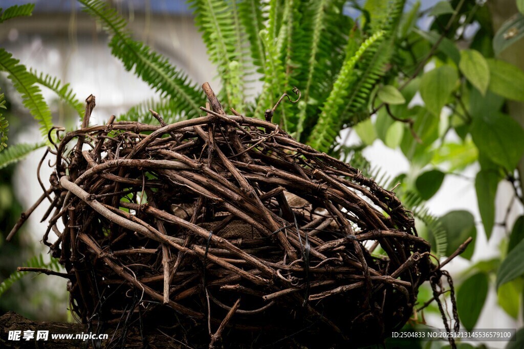 盘绕的植物根系特写
