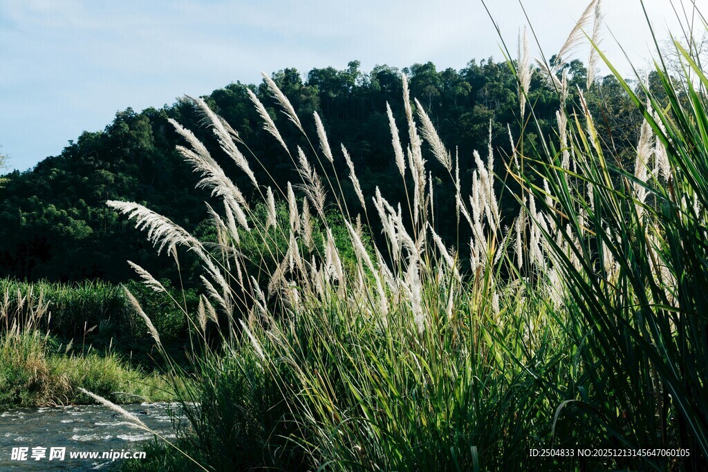 河畔摇曳的芦苇