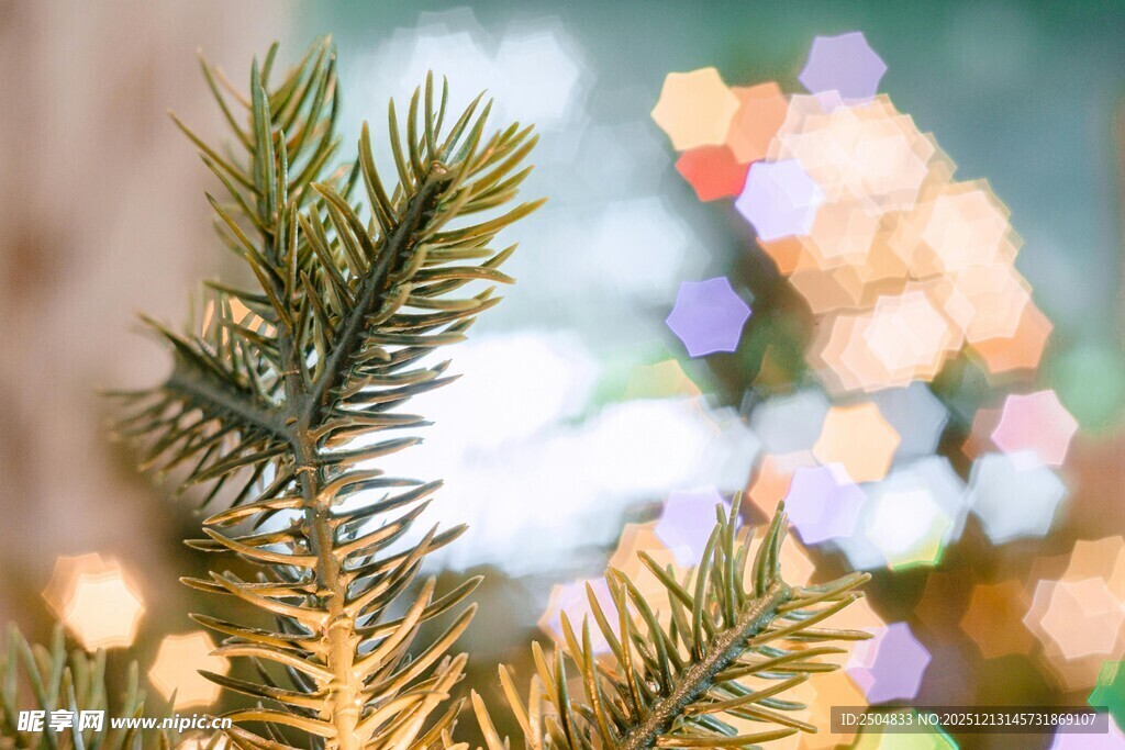 圣诞松枝与梦幻光斑