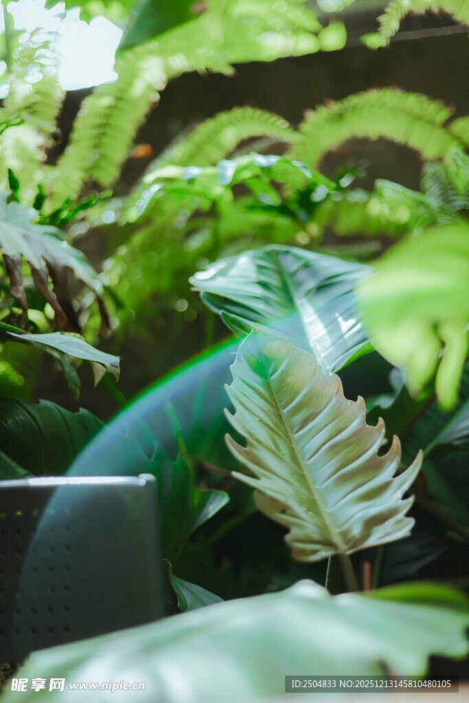 翠绿蕨类植物生机盎然