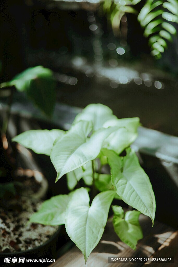 嫩绿绿植生机盎然