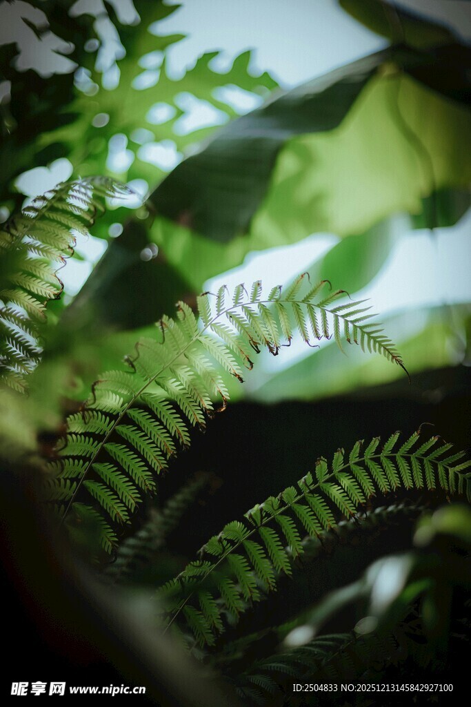 蕨类植物的绿意微观世界