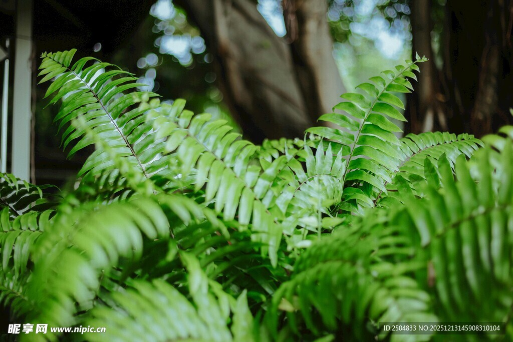 翠绿蕨类植物特写