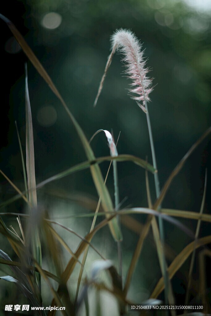 风中摇曳的轻柔狗尾草