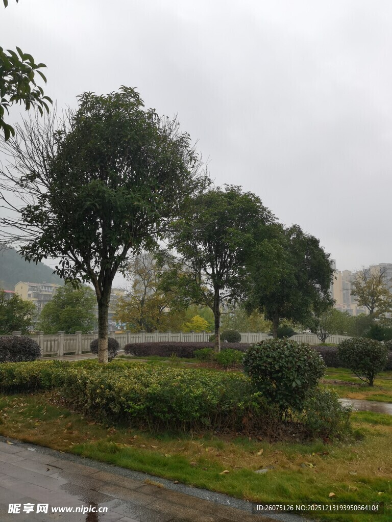 雨后公园绿意景致