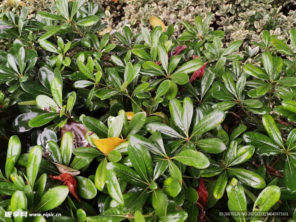 绿叶丛中的多彩花卉