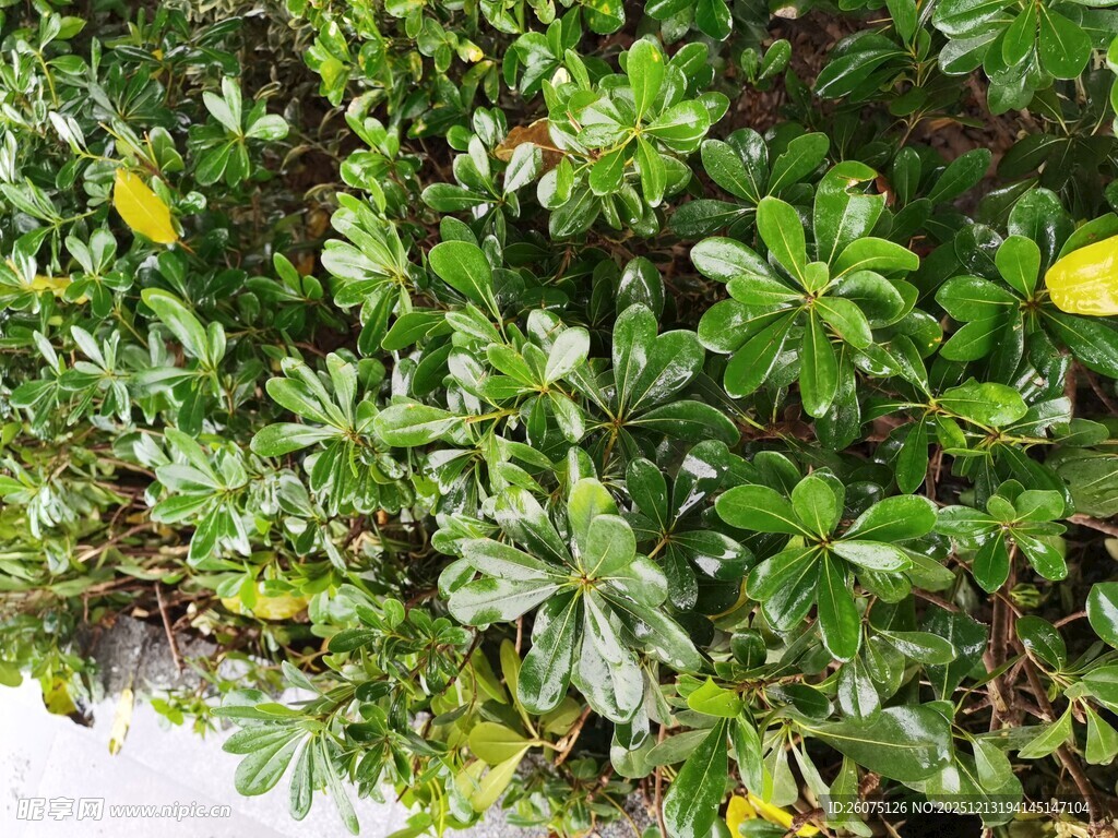 绿叶黄花植物景观