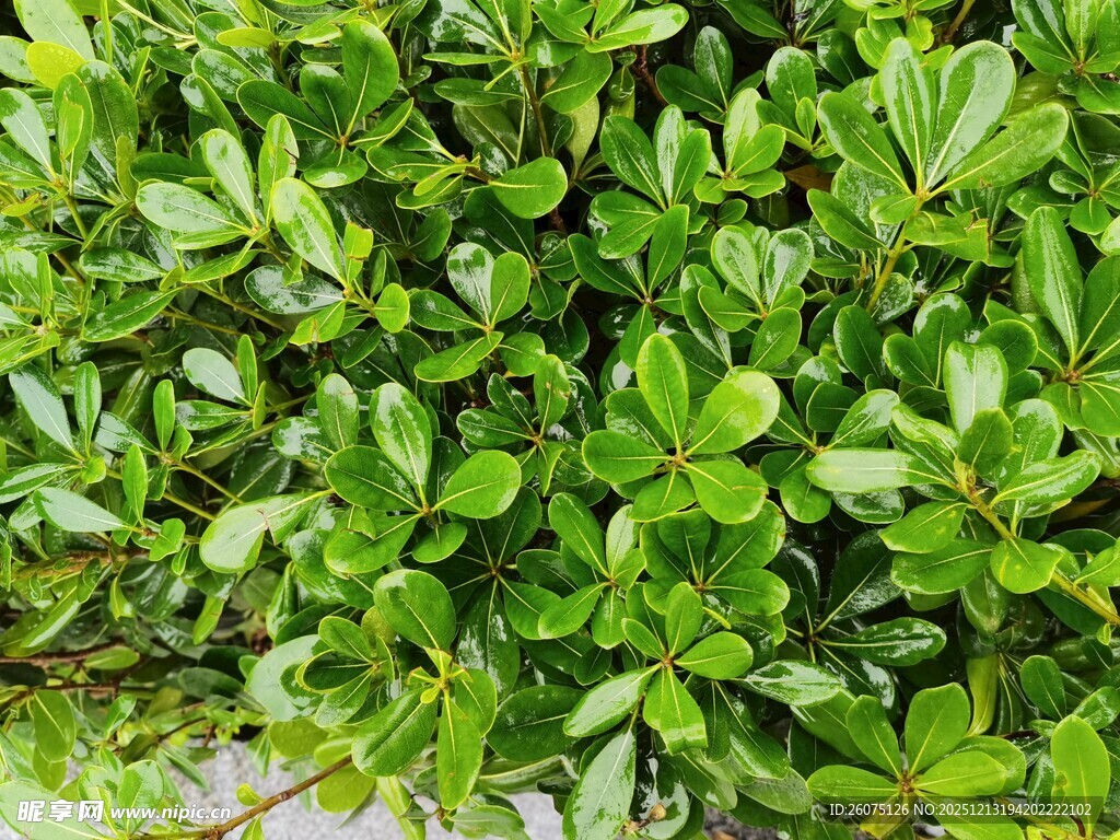 翠绿繁茂的灌木丛