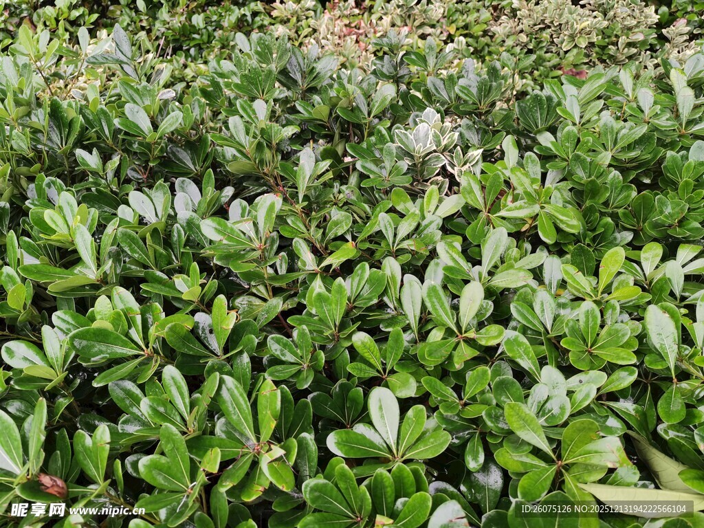 翠绿繁茂的灌木丛