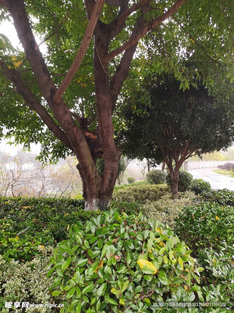 繁茂绿植中的大树景观