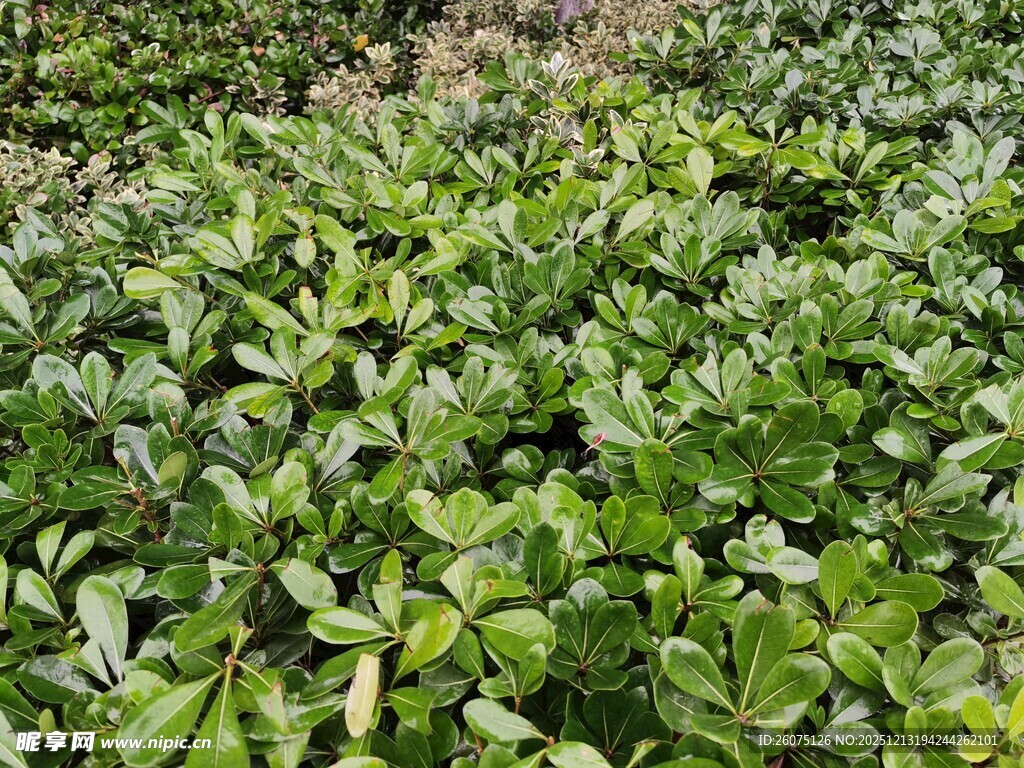 绿意盎然的植物景观