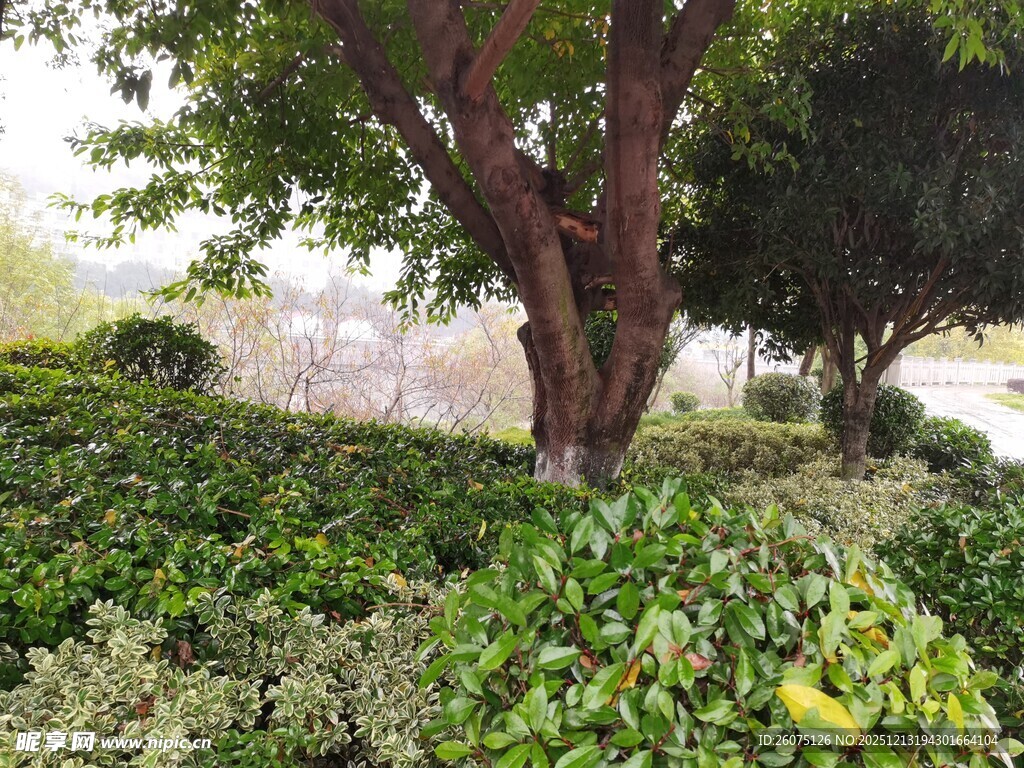 绿意盎然的园林植物景观