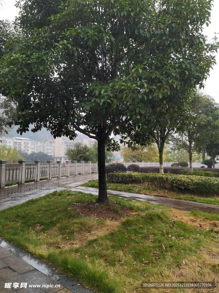 雨中草地旁的葱郁树木