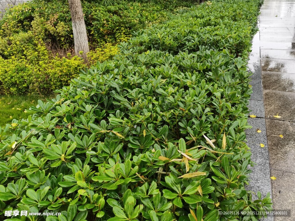 雨后葱郁绿植景观
